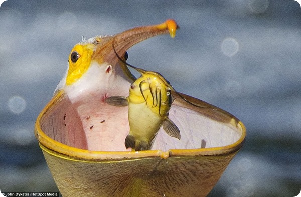Розовый пеликан-виртуоз