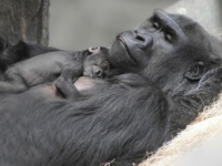 В зоопарке Брукфилда у самки гориллы родился малыш