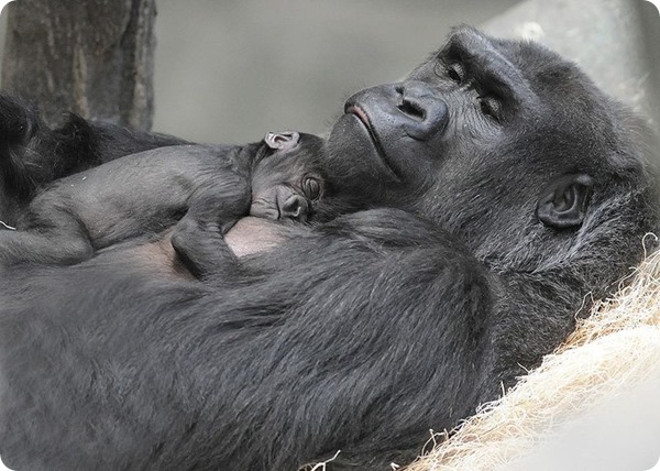 В зоопарке  Брукфилда у самки гориллы родился малыш