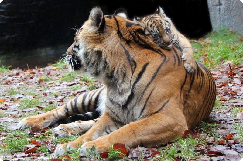 Воссоединение тигренка и его матери