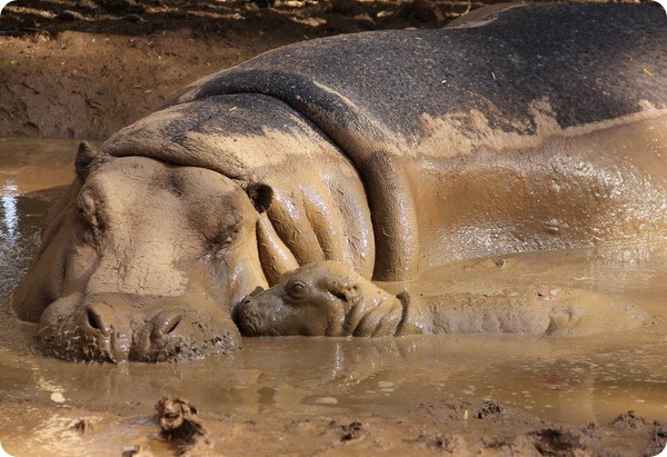 В зоопарке Австралии родился детеныш гиппопотама