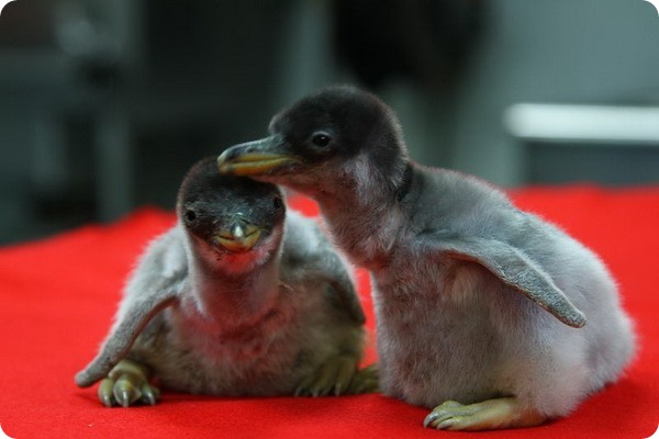 Папуанские пингвинята из Moody Gardens