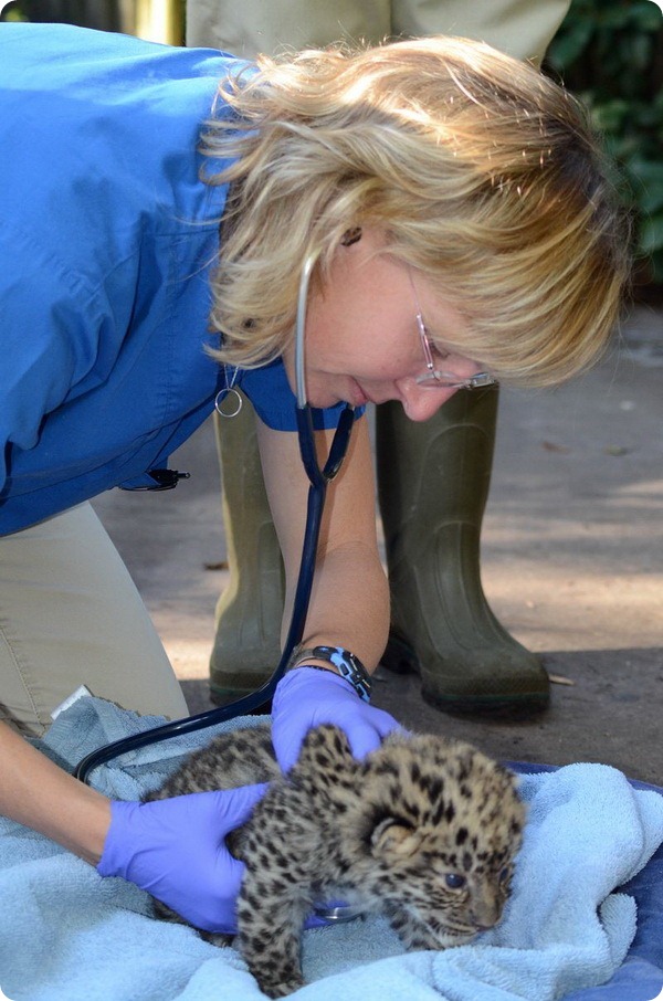 Детеныши амурского леопарда из зоопарка Флориды
