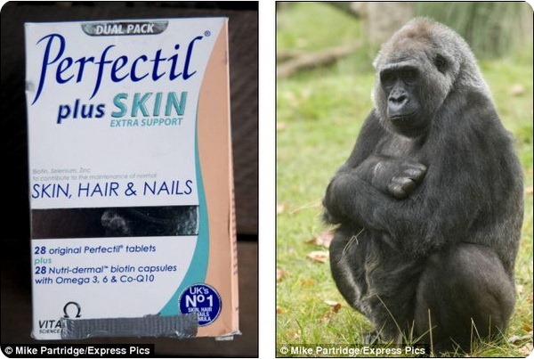 Самка гориллы Эффи начала прием витаминов