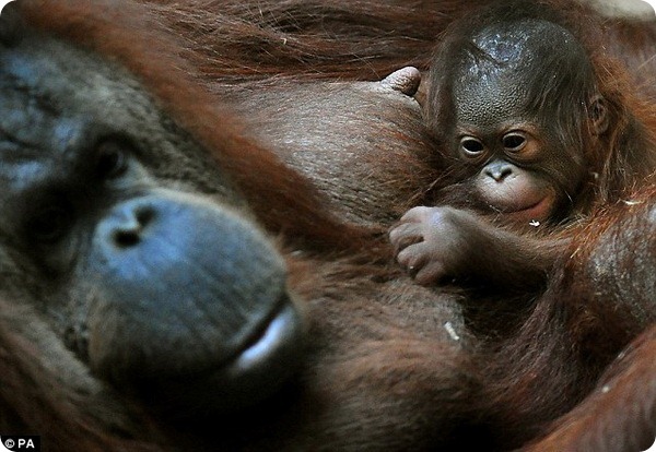 В Уорикшире у самки орангутана родился детеныш