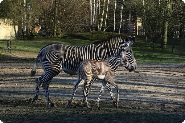 В бельгийском зоопарке родился детеныш зебры Греви