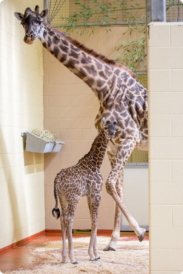 Зоопарк Нэшвилла представил детеныша жирафа