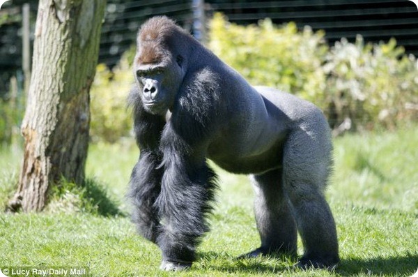 Самка гориллы Эффи начала прием витаминов