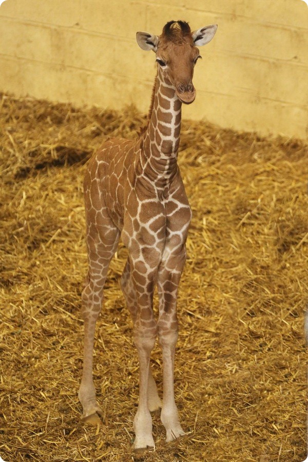 Уипснейдский зоопарк представил детеныша жирафа