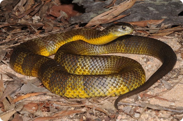 Тигровая змея (лат. Notechis scutatus)