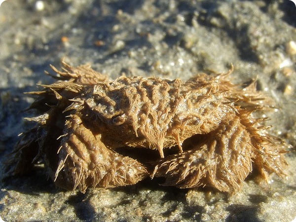 Сумеречный волосатый краб (лат. Pilumnus vespertilio)