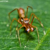 Муравьиный паук-скакун