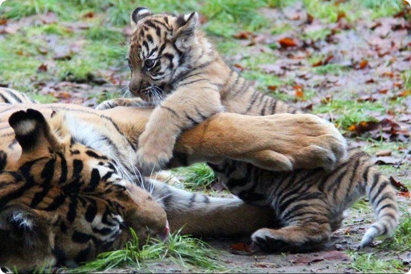 Воссоединение тигренка и его матери