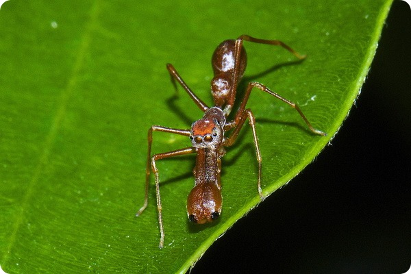 Муравьиный паук-скакун (лат. Myrmarachne plataleoides)