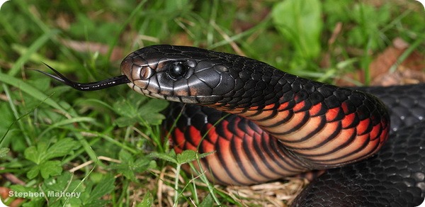 Черная змея (лат.Pseudechis porphyriacus)