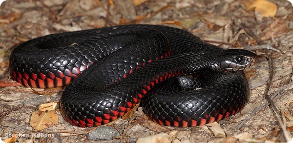Черная змея (лат.Pseudechis porphyriacus)