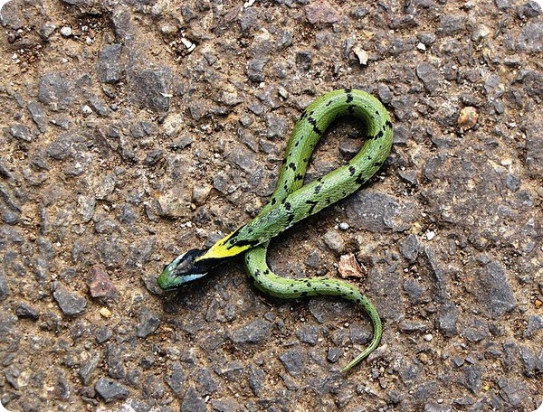 Зеленый килебрюхий уж (лат. Macropisthodon plumbicolor)