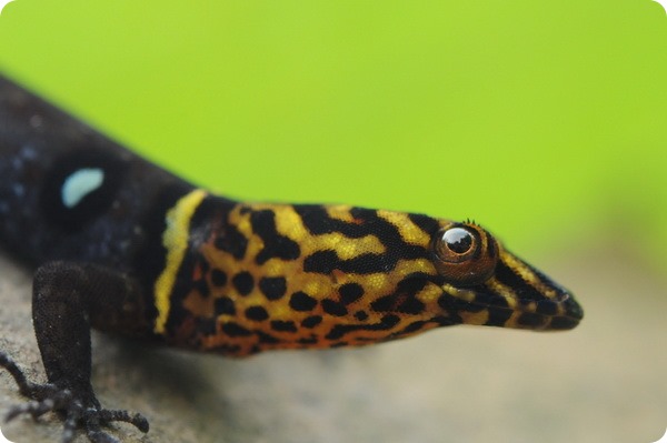 Углопалый геккон (лат. Gonatodes ocellatus)