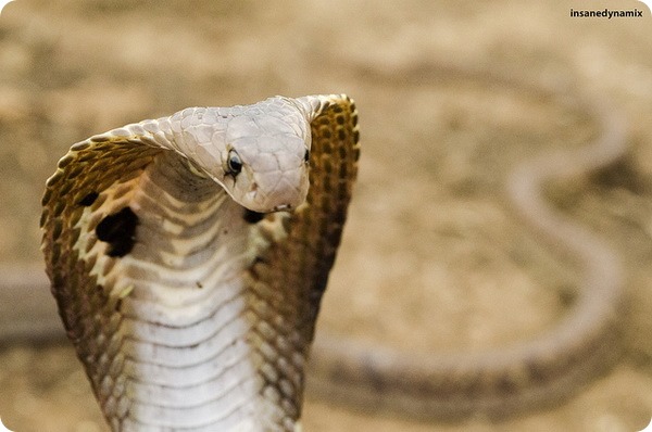 Индийская кобра или очковая змея (лат. Naja naja)
