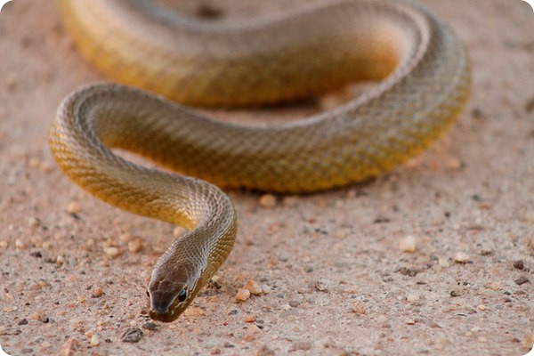 Жестокая или свирепая змея (лат. Oxyuranus microlepidotus)