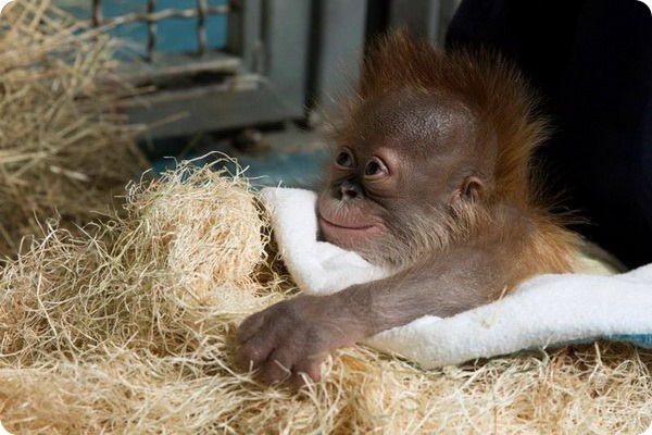 Детенышу орангутана из Атланты исполнился год