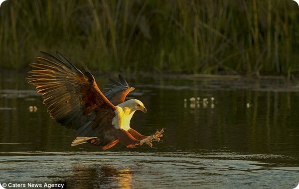 Охота орлана-крикуна в дельте реки Окаванго