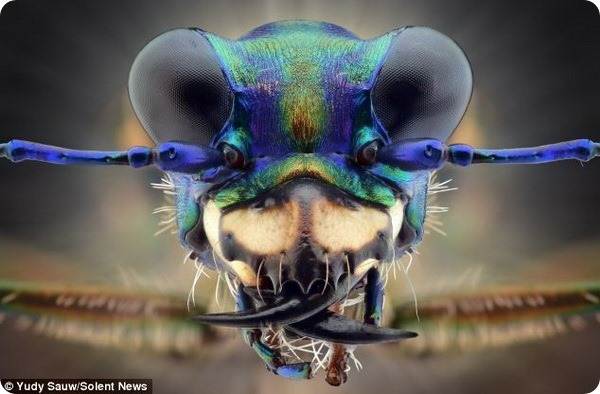 Макрофотографии насекомых от Юди Сау