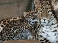 Денверский зоопарк приветствует детеныша леопарда
