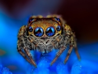 Гипнотизирующие макроснимки пауков от Джимми Конга