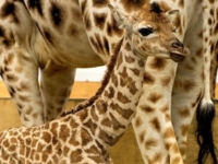 Маленький жирафенок из зоопарка Пейтона