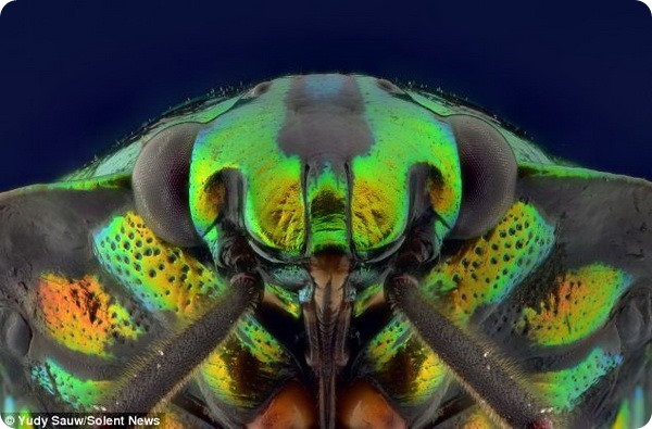 Макрофотографии насекомых от Юди Сау