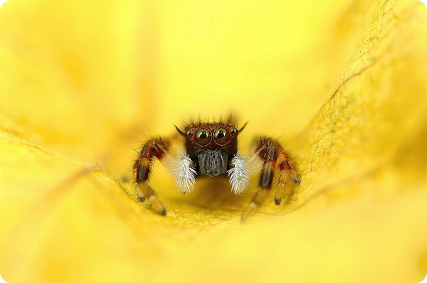 Гипнотизирующие макроснимки пауков от Джимми Конга
