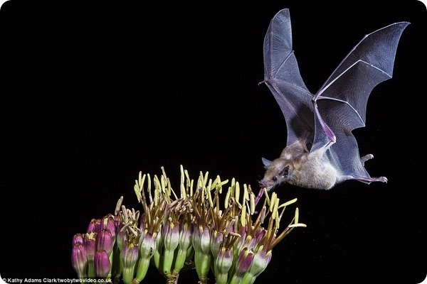 Мир летучих мышей от фотографа Кэти Адамс Кларк