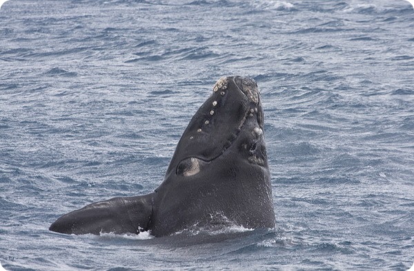 Южный гладкий кит (лат. Eubalaena australis)