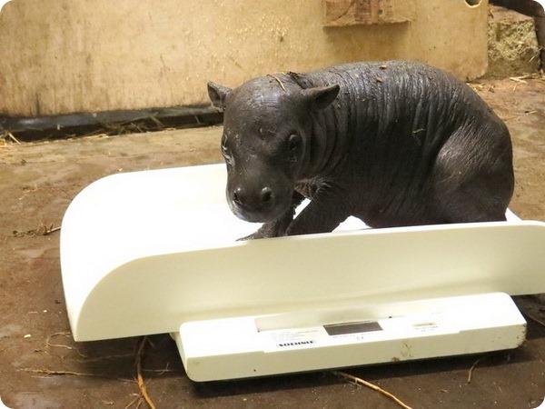 В зоопарке Марвелл родился карликовый бегемот