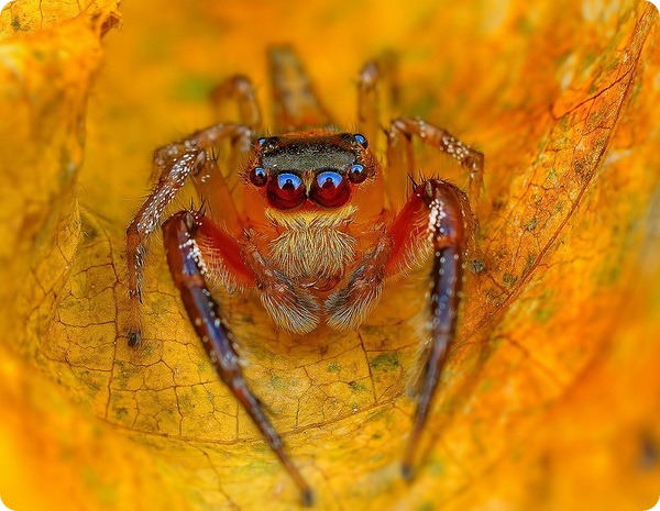 Картинки по запросу Гипнотизирующие макроснимки пауков от Джимми Конга