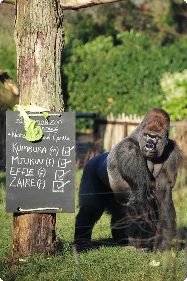 В зоопарке Лондона стартовала перепись животных