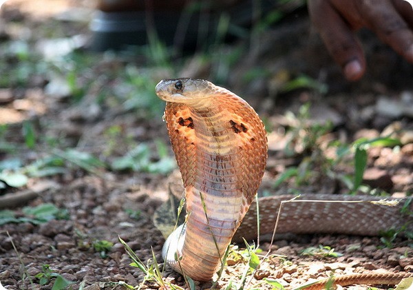 Индийская кобра или очковая змея (лат. Naja naja)