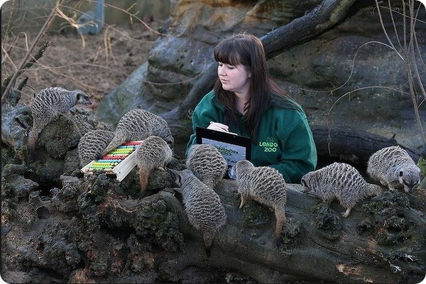 В зоопарке Лондона стартовала перепись животных
