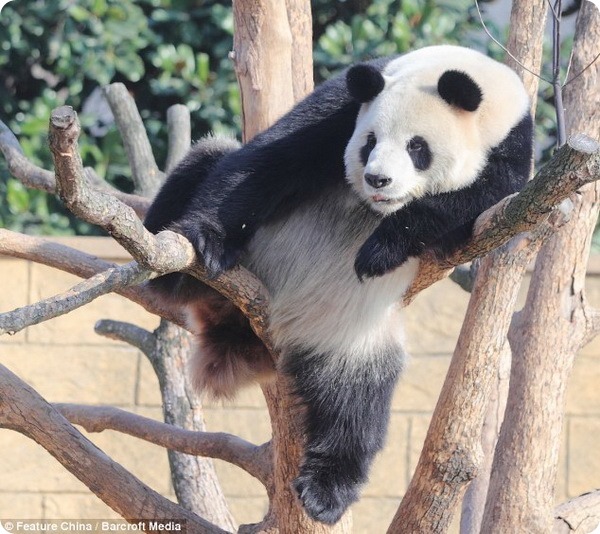 Смешная панда Ли-Ли из зоопарка Ханчжоу