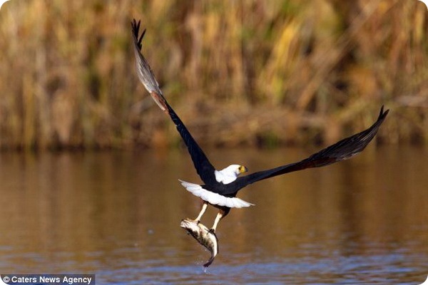 Охота орлана-крикуна в дельте реки Окаванго