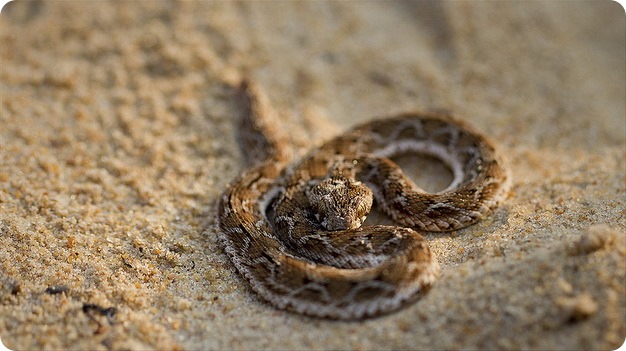 Песчаная эфа (лат. Echis carinatus)