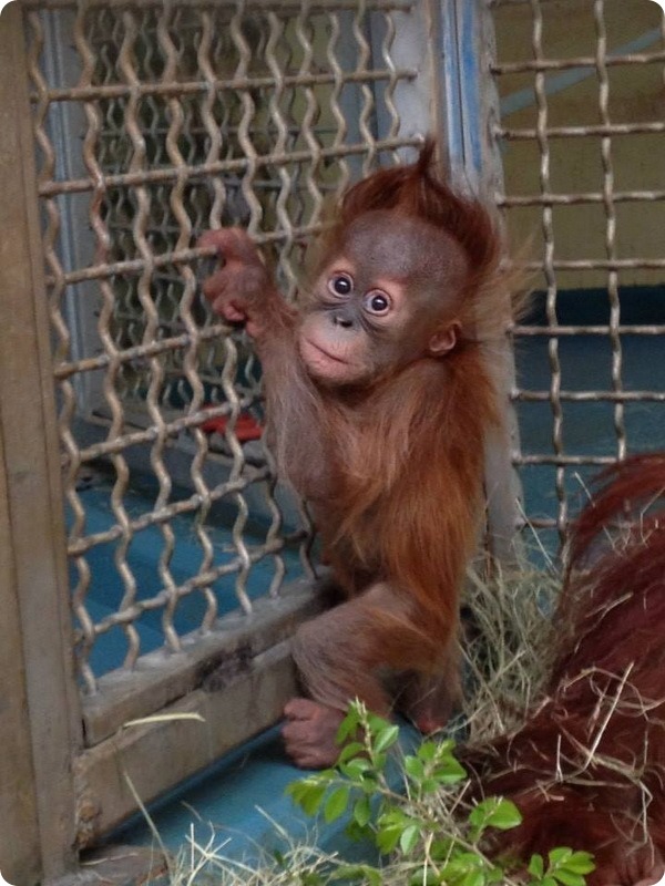 Детенышу орангутана из Атланты исполнился год