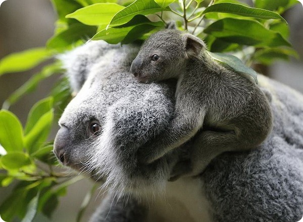 Детеныш коалы из зоопарка Дуйсбурга