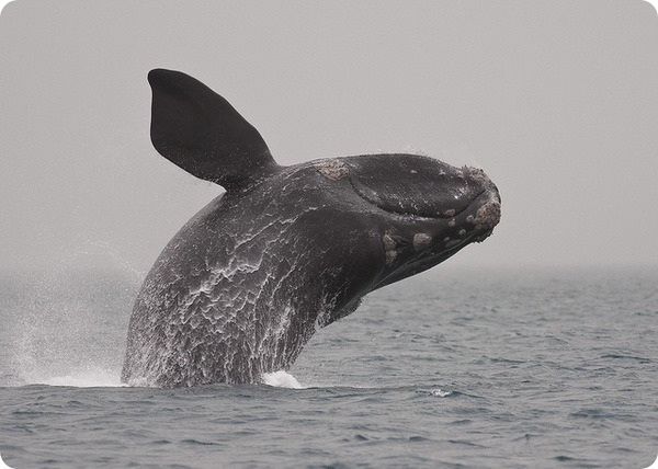 Южный гладкий кит (лат. Eubalaena australis)