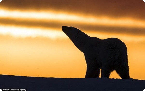Полярные медведи из Арктического заповедника