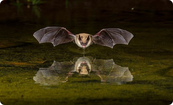Мир летучих мышей от фотографа Кэти Адамс Кларк