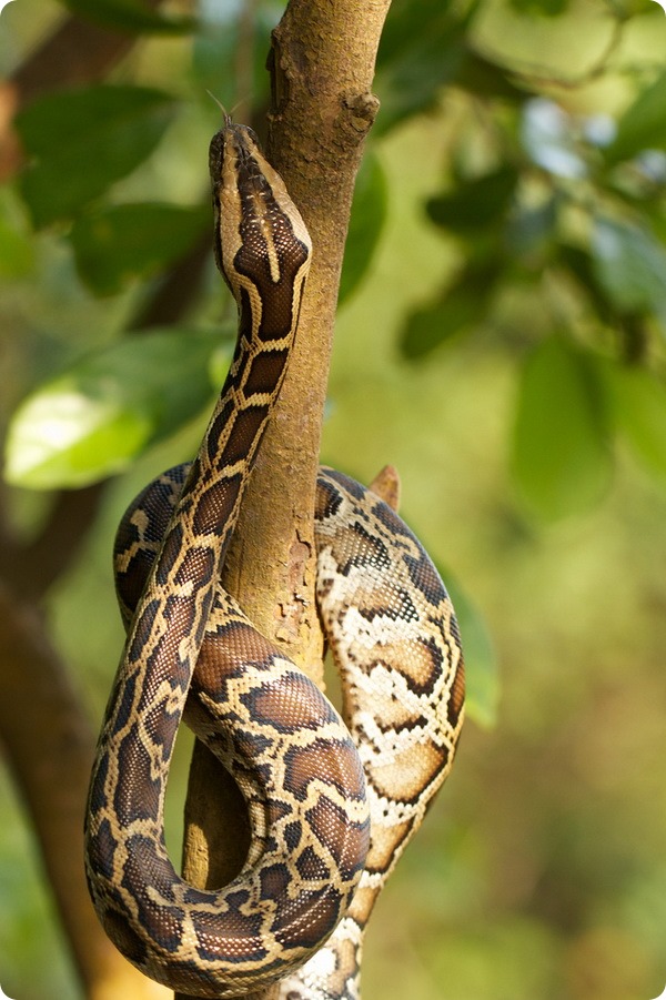 Тигровый питон (лат. Python molurus)