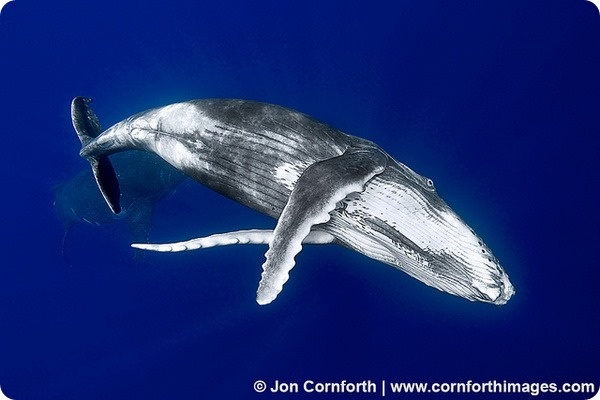 Горбатый кит (лат. Megaptera novaeangliae)
