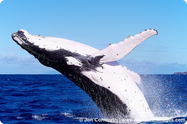 Горбатый кит (лат. Megaptera novaeangliae)